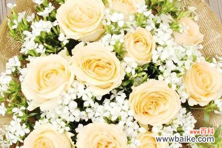 探秘12朵玫瑰的意义与传达的情感 玫瑰花语