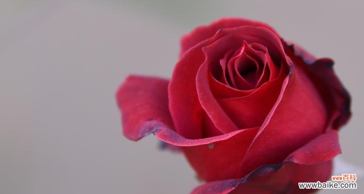 用花朵传达情感,探索12朵玫瑰花的神秘语言 12朵玫瑰花的花语