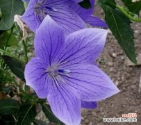 探寻桔梗花语的深意与传承 桔梗花语——幸福与希望的象征