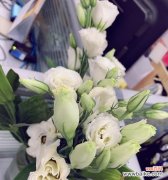 以桔梗为媒介 桔梗花语的象征意义及深层含义