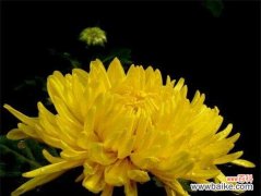 以菊花为媒介 菊花花语解读——坚强、纯洁与富贵