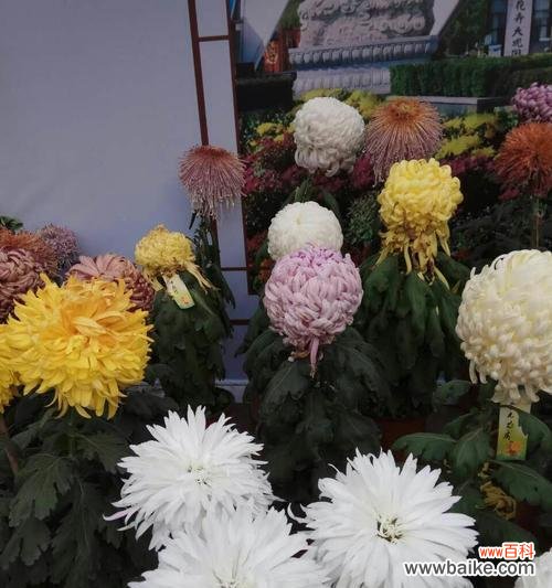 菊花在文化中的重要地位与传承 菊花的花语及象征意义