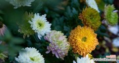 探寻菊花的意义之美 菊花的象征意义及文化内涵