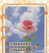 99朵玫瑰的单独花语是什么？它代表了什么？