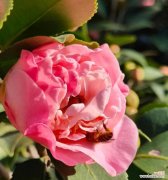 唯一挚爱的花语是哪种花？