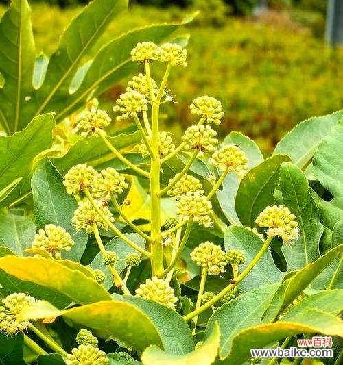 八角竹的花语寓意是什么?它象征着什么?