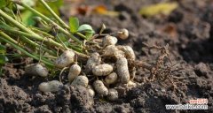 花生种子的花语有何深意？种植花生时应了解什么？