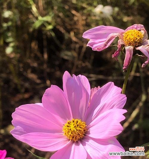 男人送女人花通常表达什么情感?