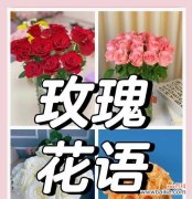 玫瑰花花语是什么？为什么玫瑰代表爱情？