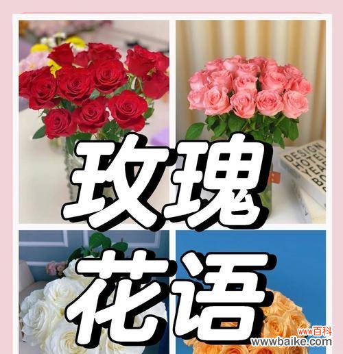 玫瑰花花语是什么?为什么玫瑰代表爱情?