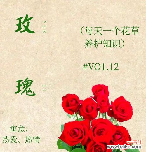 玫瑰花花语是什么?为什么玫瑰代表爱情?