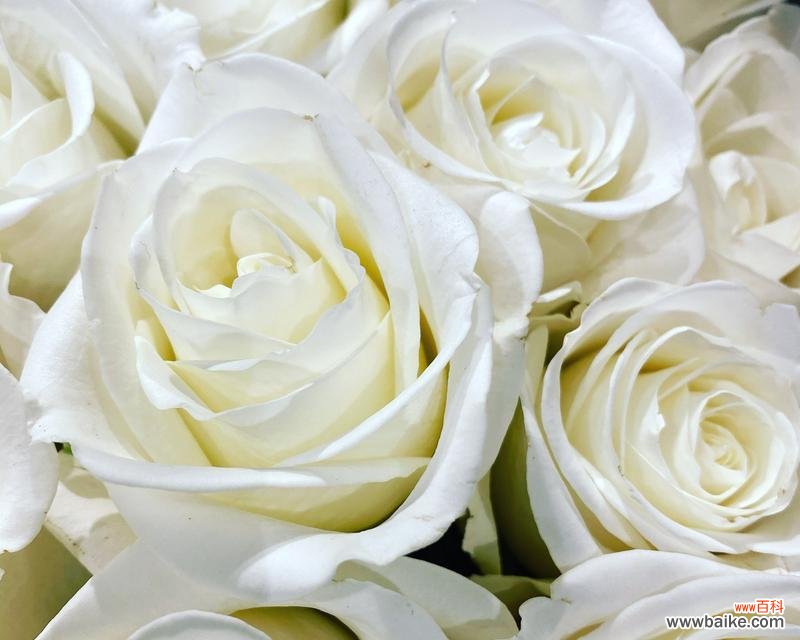 白玫瑰通常表达什么花语?它在爱情中代表什么?