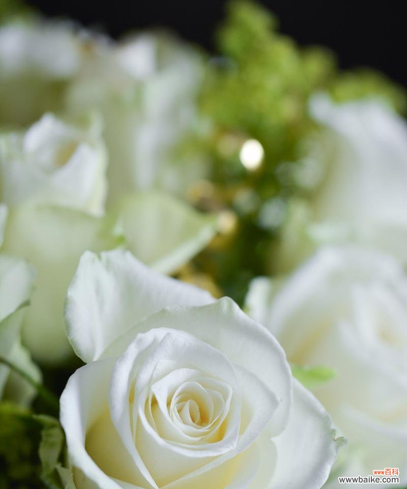 白玫瑰通常表达什么花语?它在爱情中代表什么?