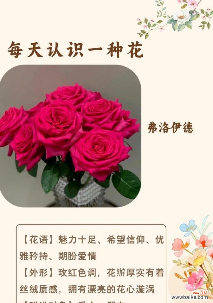 弗洛伊德搭配花语有何深意？