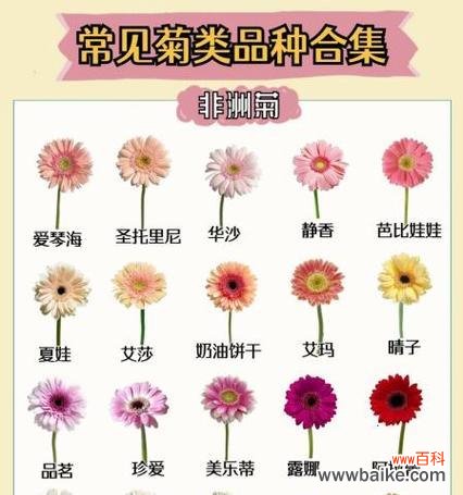 菊花背后隐藏了哪些花语？菊花的寓意有哪些？