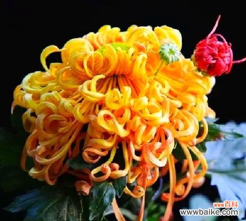 菊花背后隐藏了哪些花语？菊花的寓意有哪些？