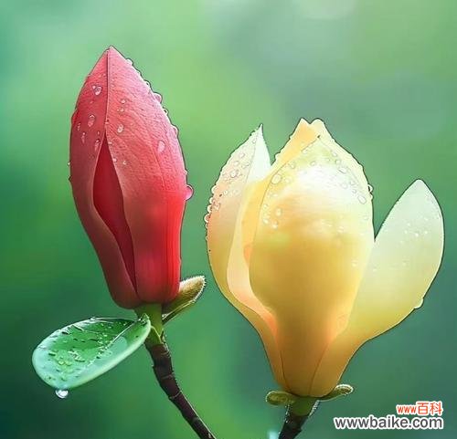 开口笑花的花语有何寓意？