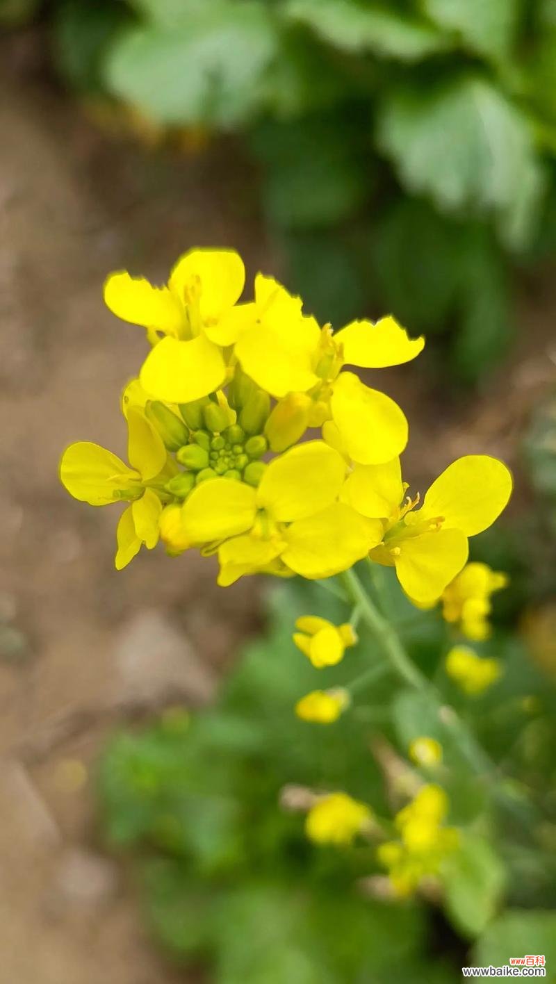 开口笑花的花语有何寓意？