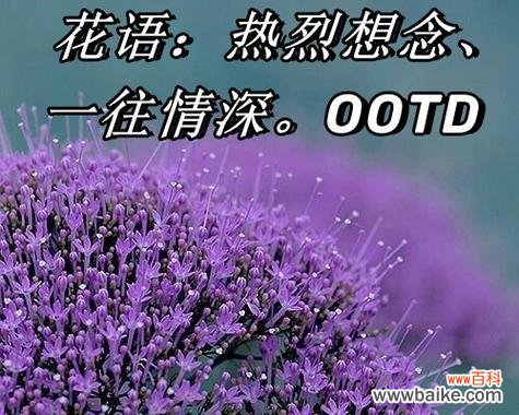 哪种花语最能表达对父亲的思念?