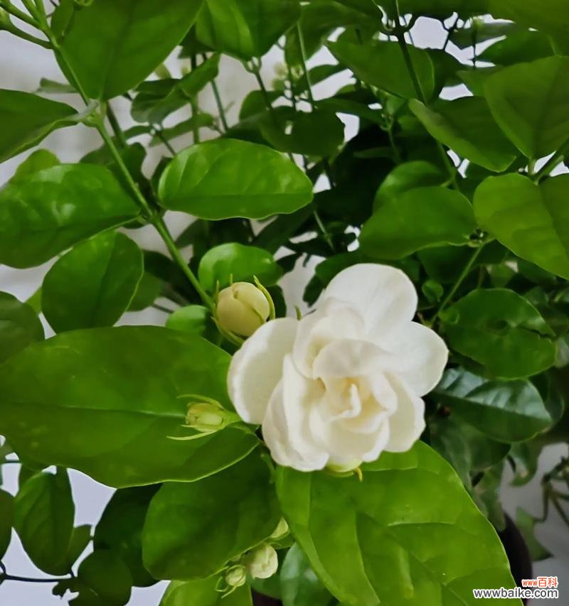 茉莉花的花语代表金钱吗？它的寓意又是什么？