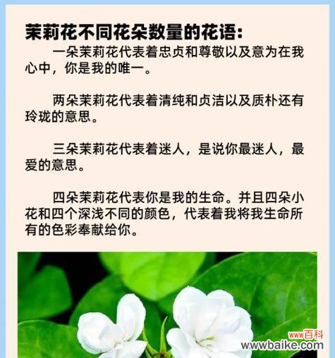 茉莉花的花语代表金钱吗？它的寓意又是什么？