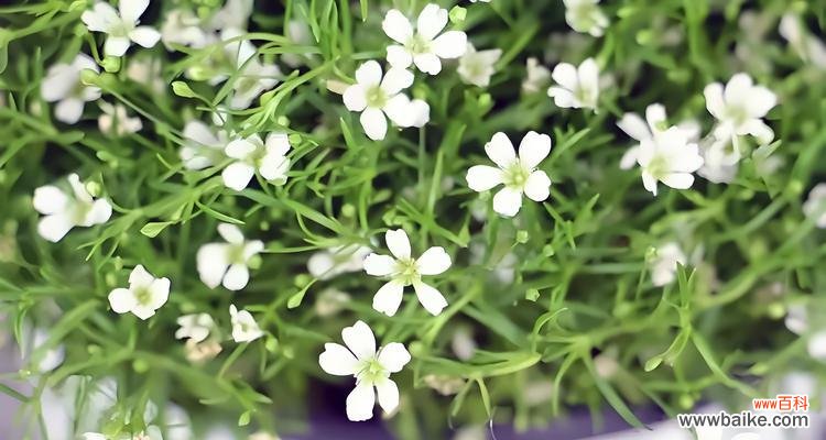 与暗恋思念有关的花语是什么?花语中如何表达暗恋和思念?