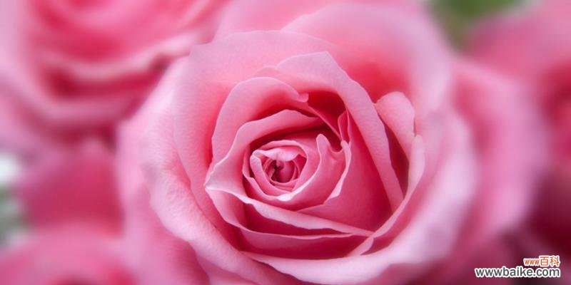 探索15朵玫瑰花的隐含意义 玫瑰花的含义与象征