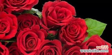 传递爱意的花海，将心意倾诉于花语之间 17朵玫瑰花语