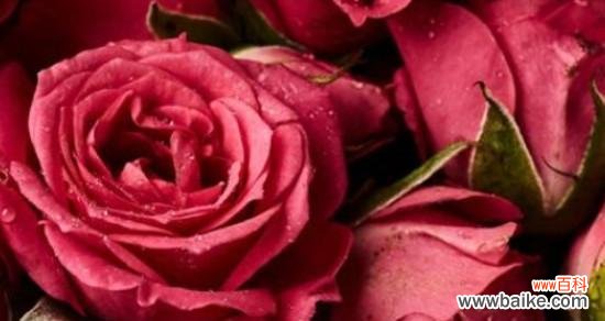 探寻18朵玫瑰花的深意，品味每朵花传达的情感 18朵玫瑰花的意义和花语解读