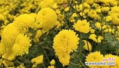 以菊花的花语为主题 菊花的花语——传递真挚与坚持的象征