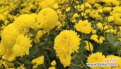 以菊花的花语为主题 菊花的花语——传递真挚与坚持的象征