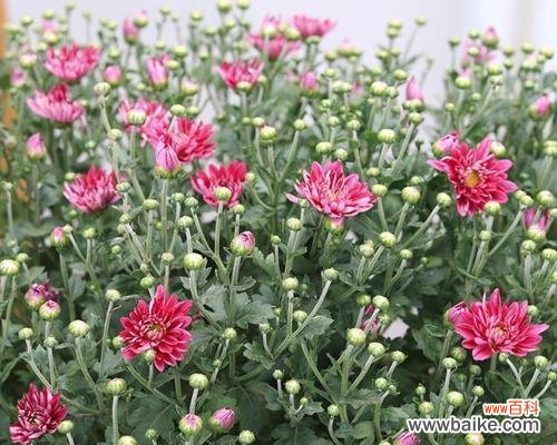 探寻菊花的深层内涵 菊花的品质与象征