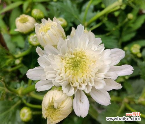 品味秋天的芬芳与高尚 菊花的特点与象征意义