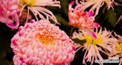 菊花的美丽与深远内涵 菊花的象征意义及文化传承