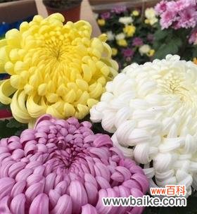 深入解读菊花的象征意义与文化内涵 菊花的寓意与含义