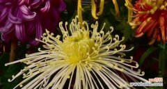 解读菊花在中华文化中的独特地位 菊花的象征意义与文化内涵