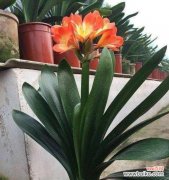 揭示君子兰的象征意义和文化内涵 君子兰