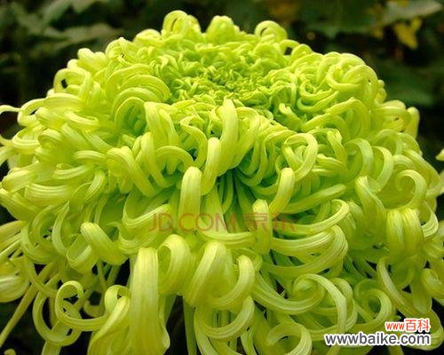 揭示菊花的文化内涵 菊花的象征意义与文化价值