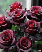 狭窄的黑玫瑰的花语是什么？它象征着什么？