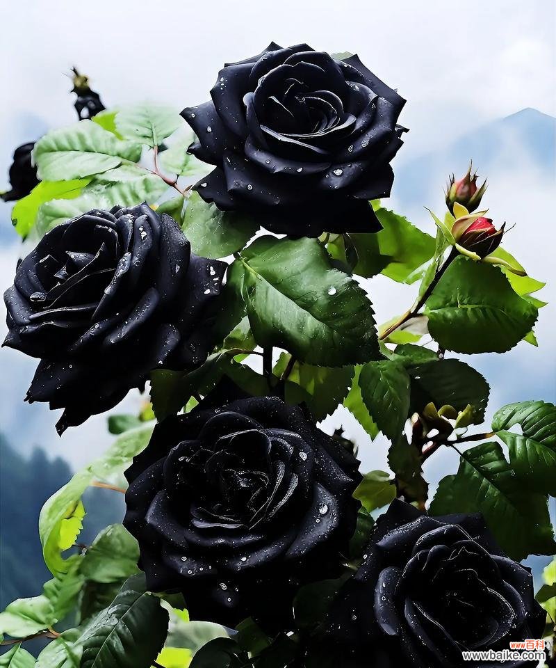 狭窄的黑玫瑰的花语是什么?它象征着什么?