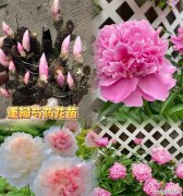 七夕节送芍药花语和寓意有何特别？