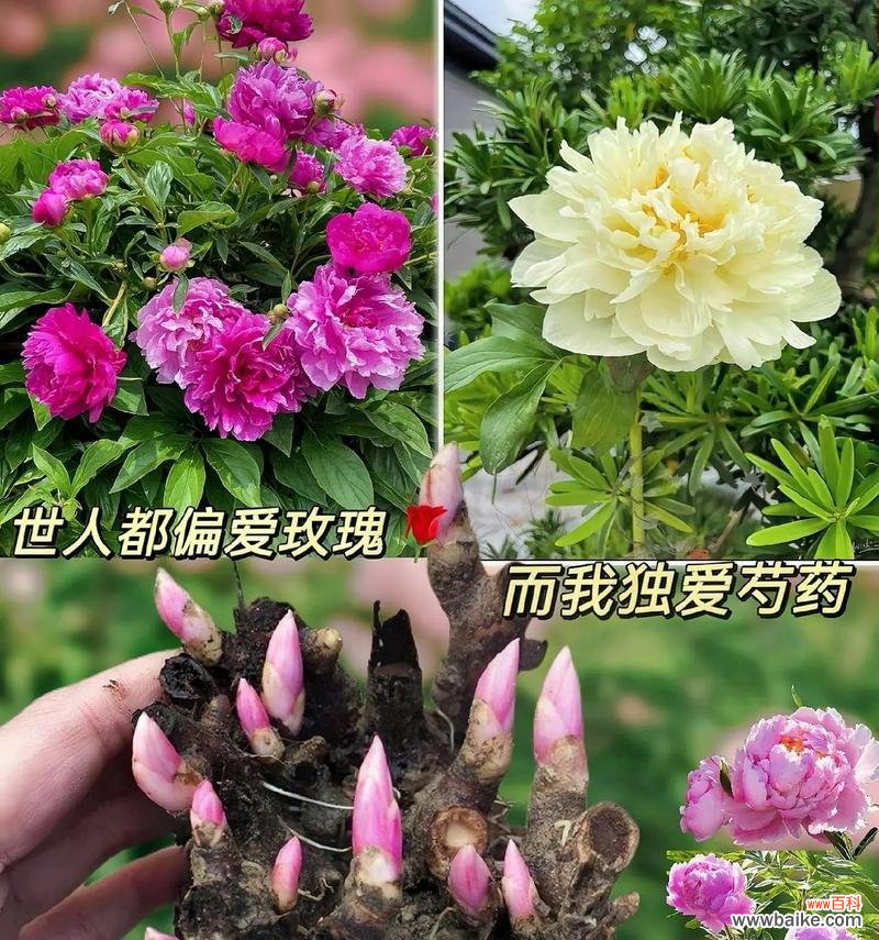 七夕节送芍药花语和寓意有何特别?