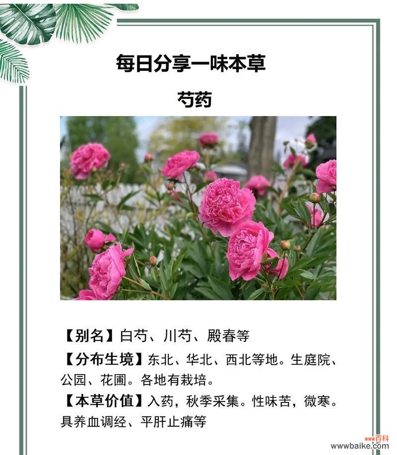 七夕节送芍药花语和寓意有何特别?