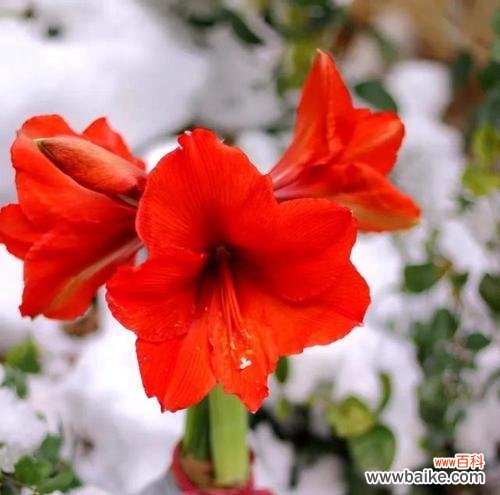 红色梅花的花语和寓意是什么？它象征着什么？