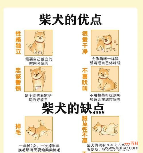 微笑的柴犬花语是什么呢?柴犬形象的花语有何寓意?