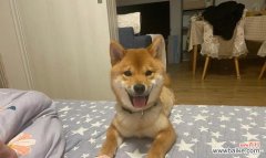 微笑的柴犬花语是什么呢？柴犬形象的花语有何寓意？