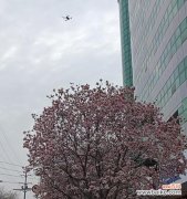 火爆款花语有何特别之处？