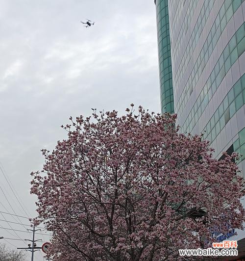 火爆款花语有何特别之处?