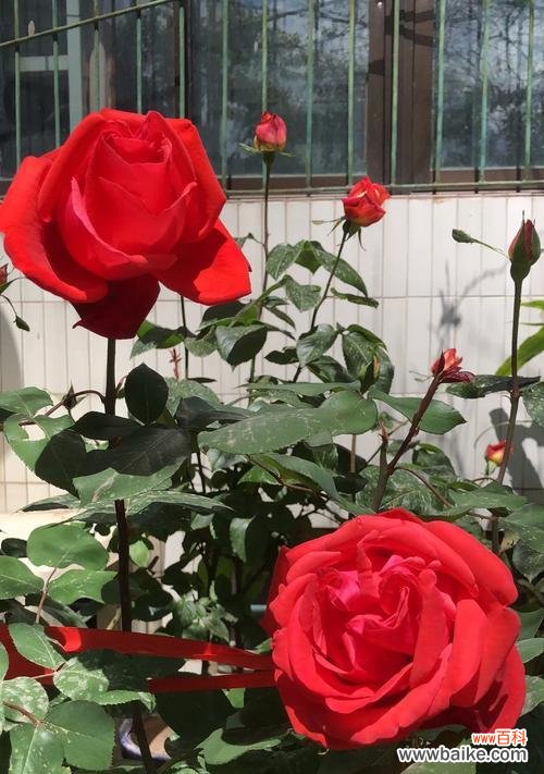 火爆款花语有何特别之处?