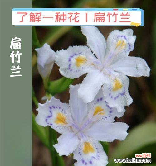 夏日的花语是什么?叶子的花有什么特别含义?